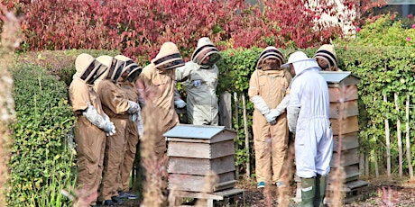 Birmingham Business Park Meet the Bees