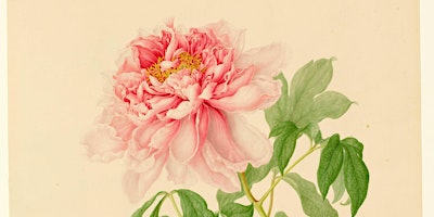 Primaire afbeelding van BibliotheekAtelier: Botanisch tekenen en illustreren (28 mei, 4, 11 juni)