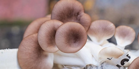 Beginners Mushroom Growing Workshop