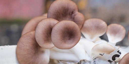 Beginners Mushroom Growing Workshop primary image