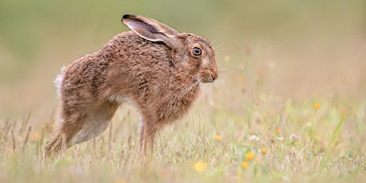 Hauptbild für A Passion for Wildlife