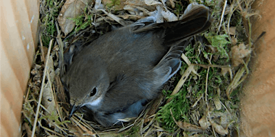 Primaire afbeelding van YOUNG RANGERS - Hello Nestbox