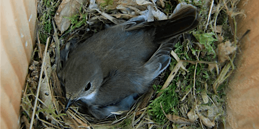 Imagen principal de YOUNG RANGERS - Hello Nestbox