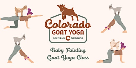 Baby Fainting Goat Yoga