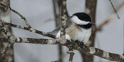 Primaire afbeelding van Woodbury Mountain BioBlitz: Birds