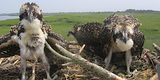 Image principale de Inland Bays Birding: Osprey
