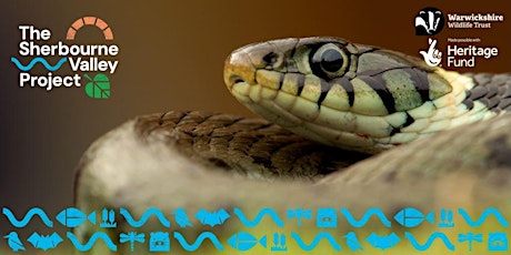 Sherbourne Valley Reptiles -  Identification and Surveying