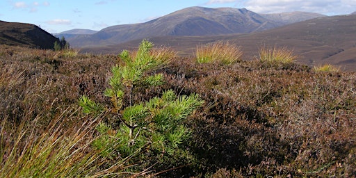 Mar Lodge mountains, moorland and montane woodland primary image