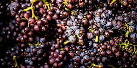Blood Royal: Pinot Noir primary image