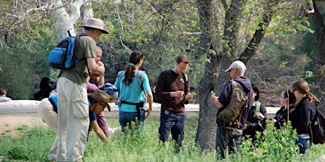 Eco-Friendly Foraging - Plants Walk / Wild Food Tasting & Drinks