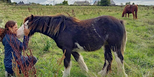 Erlebnistage mit Pferden in Irland  primärbild