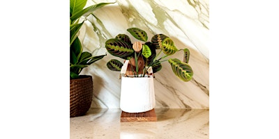 Hanging Wooden Plant Holder primary image