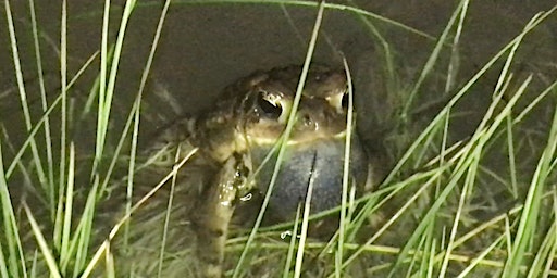 Hauptbild für Home School Thursday: Frogs