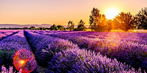 Immagine principale di Chateauneuf to Monte Carlo: Southern Rhone & Provence 