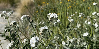 Image principale de Whitewater Preserve Wildflower Guided Walk