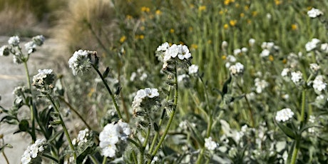 Whitewater Preserve Wildflower Guided Walk