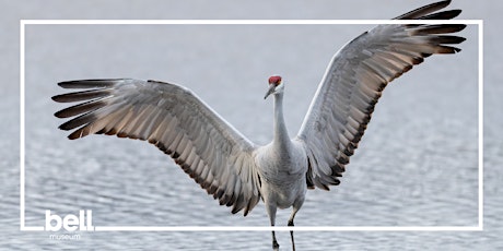 The Breeding Birds of Minnesota: Book launch & talk