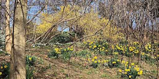 Warm Up with Spring Guided Forest Therapy Walk - April 28  primärbild