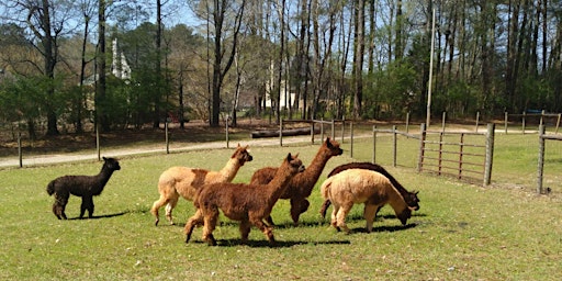 Imagem principal do evento Mother's Day Weekend Alpaca Barn Tour at Creekwater Alpaca Farm