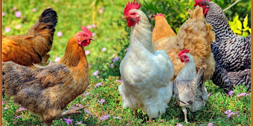 Hauptbild für Basics of Raising Backyard Chickens