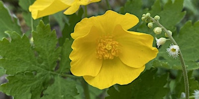 Primaire afbeelding van Wildflower Hike to Elk Lick Falls