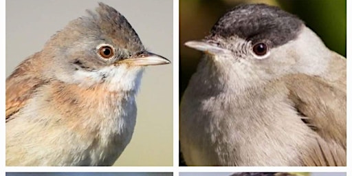 Imagem principal de Dawn chorus workshop at Sheepleas