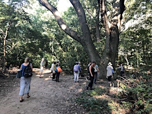 Imagem principal do evento Forest Bathing