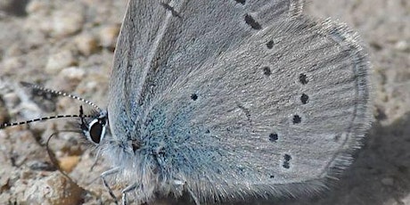 Botany, butterflies and birds tour at Howell Hill