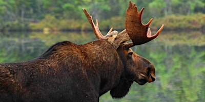 Immagine principale di Moose Hunting in Maine - Augusta 