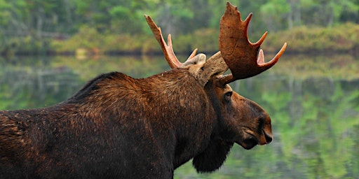 Imagen principal de Moose Hunting in Maine - Augusta