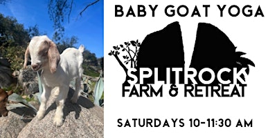 Baby Goat Yoga primary image