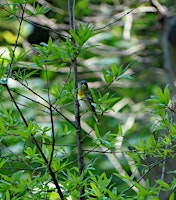 Imagem principal do evento Brooklyn Bird Club: birds and insects at the Naval Cemetery Landscape