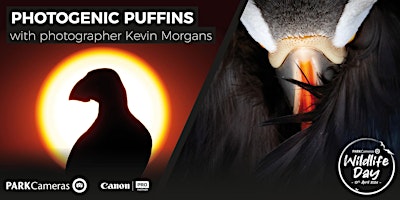 Photogenic Puffins – how to capture fantastic photos; with Kevin Morgans primary image