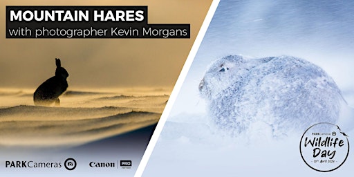 Immagine principale di Mountain Hares – how to capture fantastic photos; with Kevin Morgans 