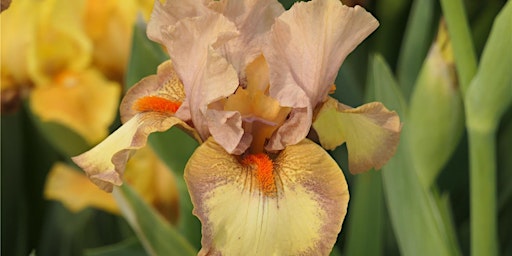 Image principale de Endless Variety with Patrick  and Margaret Spence, Cascadia Iris  Gardens