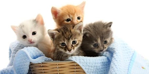 Paws and Learn: Kitten Fostering Orientation primary image