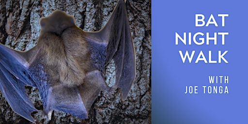 Hauptbild für Bat Night Walk (for adults and 12yrs+)