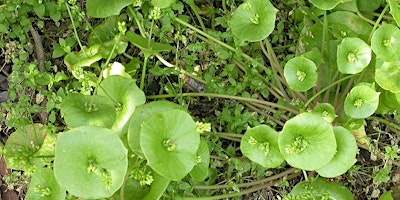 Eating California! California Native Foods & Gardening w/ Antonio Sanchez primary image