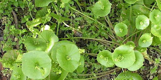 Eating California! California Native Foods & Gardening w/ Antonio Sanchez primary image