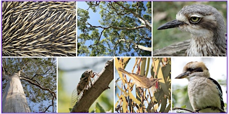 Kids & Family Nature Citizen Science Discovery Walk at Whites Hill Reserve