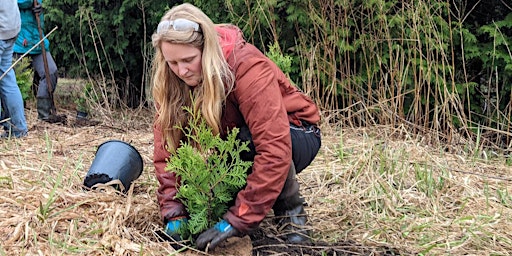 Tree planting at Hwy 24  primärbild