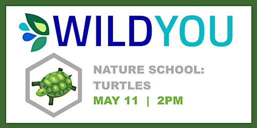 Imagem principal do evento Nature School: Turtles