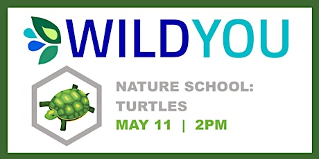 Nature School: Turtles