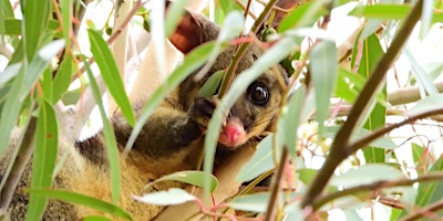 Merri Creek Nest Box Walk primary image