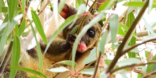 Imagem principal do evento Merri Creek Nest Box Walk