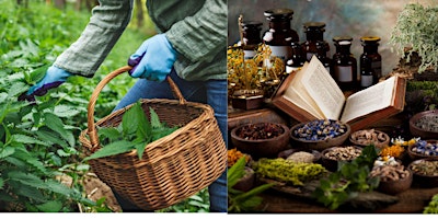 The Herbalist’s Basket Features- Stinging Nettle primary image