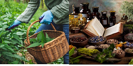 Primaire afbeelding van The Herbalist’s Basket Features- Stinging Nettle