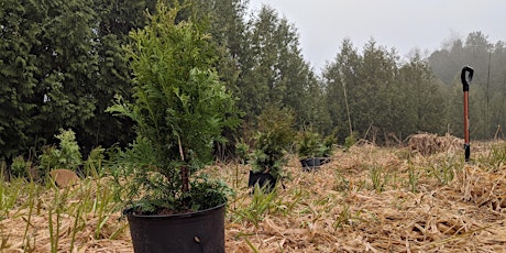 Tree planting at Hwy 24