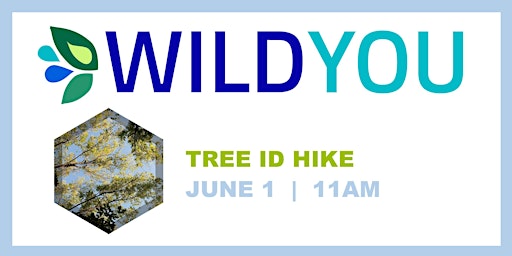 Imagem principal do evento Tree ID Hike