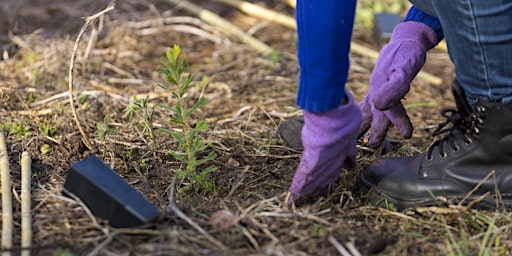 Imagem principal do evento Living Green  Community Planting Day - Keep Cocky's Flying, McKanna Reserve